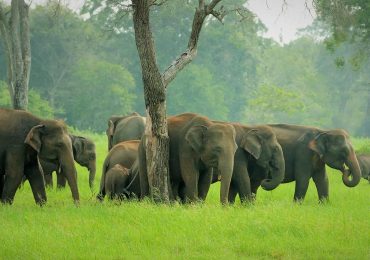 travel-in-sri-lanka (5)