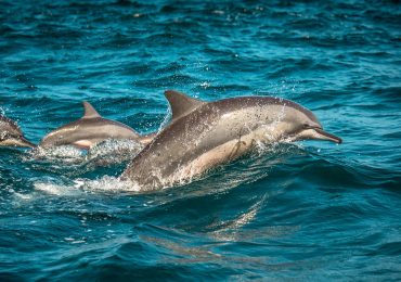 travel sri lanka (4)