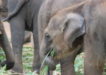 elephant-calves-can-watch