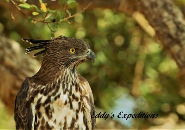 hawk-eagle-yala (1)