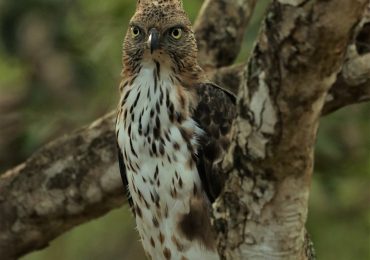 hawk-eagle-yala (2)