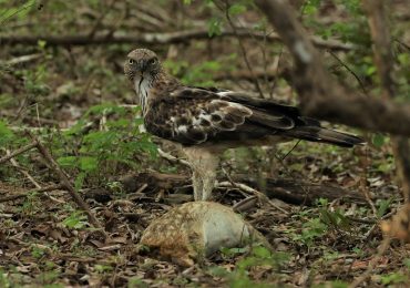 hawk-eagle-yala