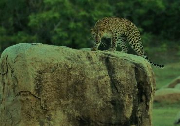 leopard-yala