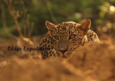 leopards-sri-lanka