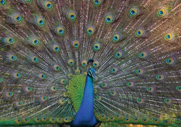 peacock-srilanka