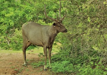 sambar-deer-yala