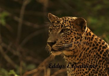 sri-lanka-leopards