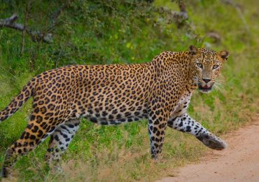 travel sri lanka (2)