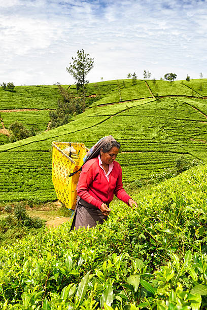 Nuwara Eliya