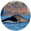 Whale Watching