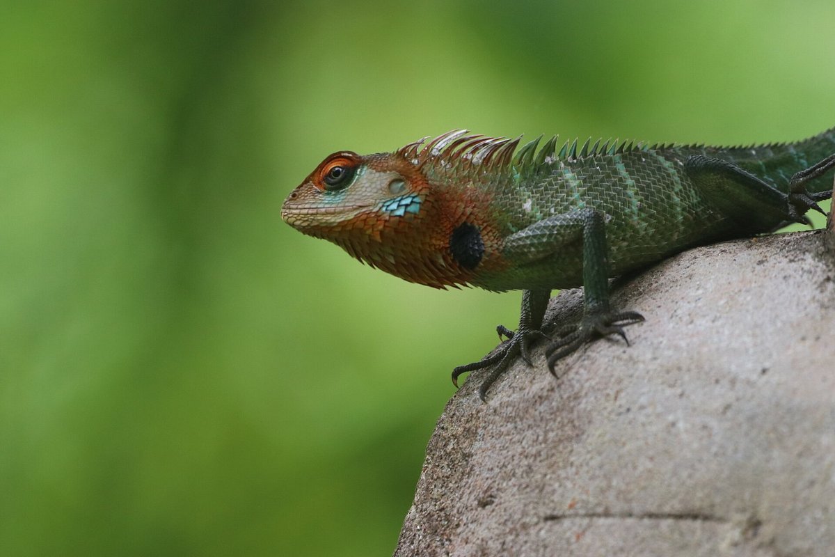 green-garden-lizard-at