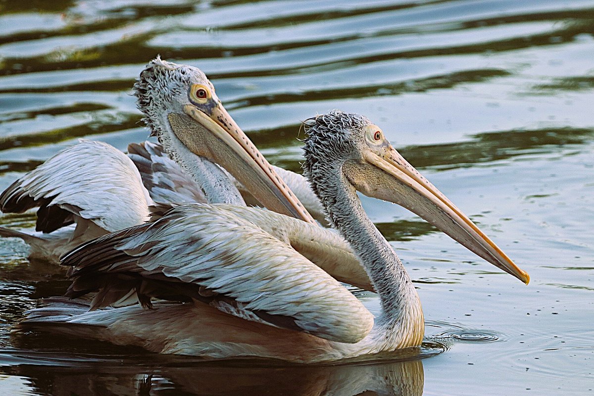 spot-billed-pelicans