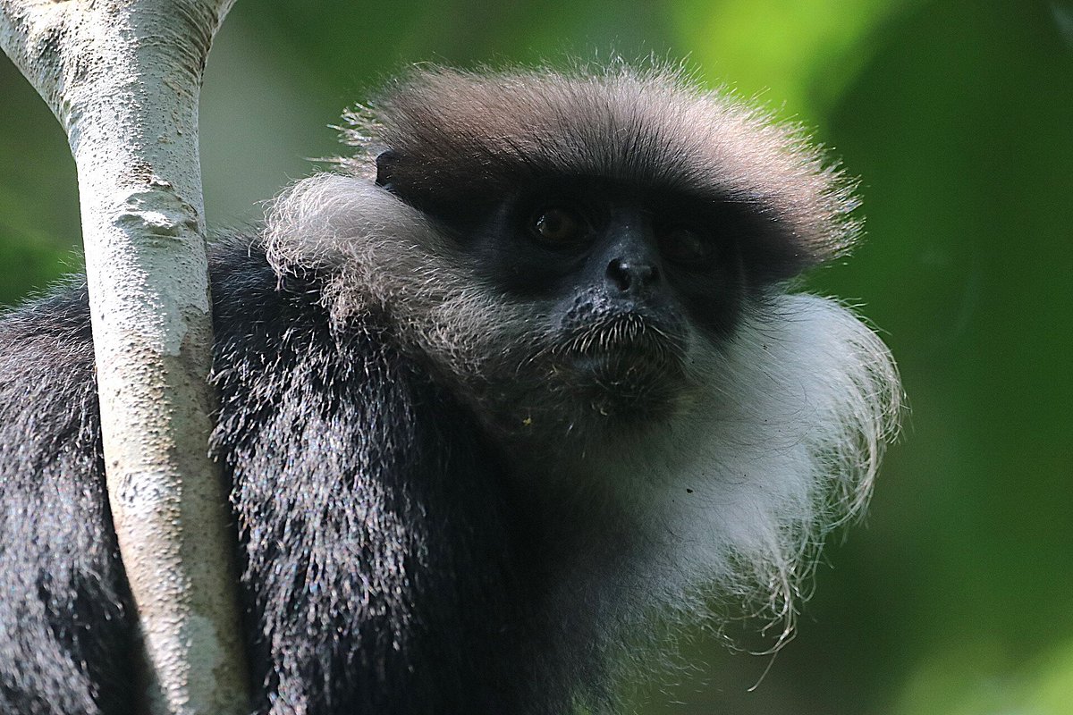 the-southern-purple-faced