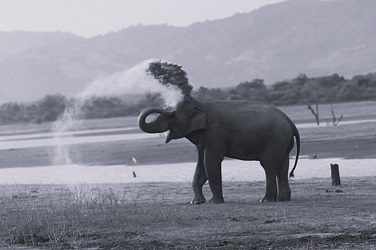 udawalawesafari