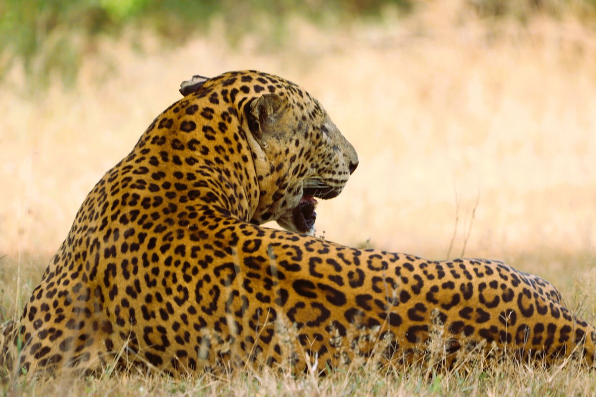 yala-leopards